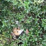 Photo de chat trouvé à Le Bedoire