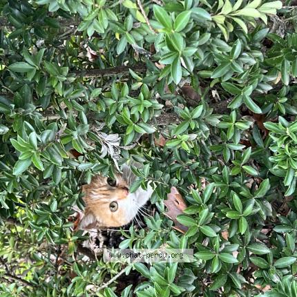 Photo 1/1 Chat trouvé Trouvé à Le bedoire