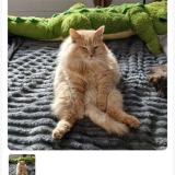 Photo de chat perdu à Mimizan