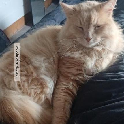 Photo 2/2 Jeanette Taylor Chat perdu à Mimizan