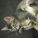 Photo de chat perdu à Molsheim