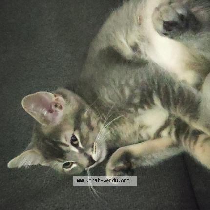 Photo 1/1 Milou Chat perdu à Molsheim