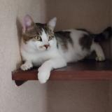 Photo de chat perdu à Sail Sous Couzan