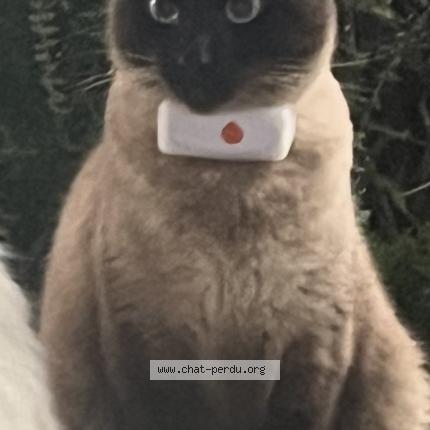 Photo 1/1 Bandi Chat perdu à Torcy