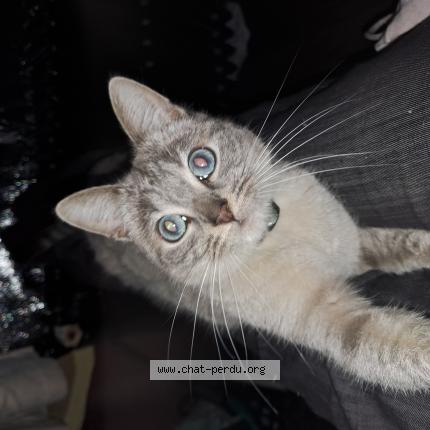 Photo 1/1 Chat retrouvé Perdu à Tours