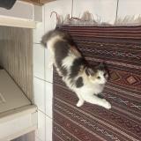 Photo de chat perdu à Cestas