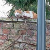 Photo de chat trouvé à Tourcoing