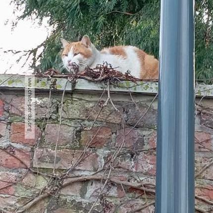 Photo 1/1 Chat trouvé Trouvé à Tourcoing