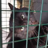 Photo de chat trouvé à Mareil Marly