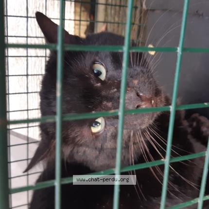 Photo 1/1 Chat trouvé Trouvé à Mareil marly