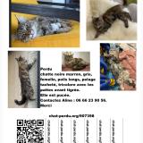 Photo de chat perdu à Charly Oradour