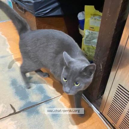 Photo 1/1 Chat trouvé Trouvé à Saint sulpice les feuilles