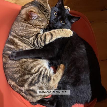 Photo 1/1 Krokmou Chat perdu à Saint philbert de grand lieu