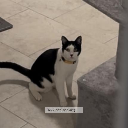 Photo 1/1 Chase Chat perdu à Brooklyn