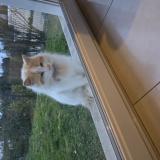 Photo de chat trouvé à Ecommoy