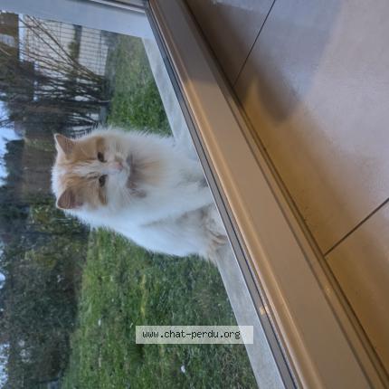 Photo 1/1 Chat trouvé Trouvé à Ecommoy