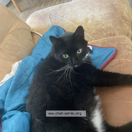Photo 1/1 Pompon Chat perdu à Arbois