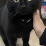 Photo de chat perdu à Paris