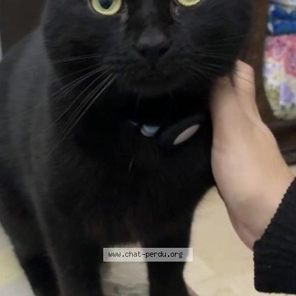 Photo 1/1 Minouch coca Chat perdu à Paris