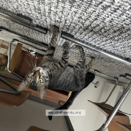 Photo 1/1 Django Chat perdu à Marseille