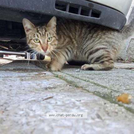 Photo 1/4 Chat trouvé Trouvé à Marseille