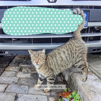 Photo 2/4 Chat trouvé Trouvé à Marseille