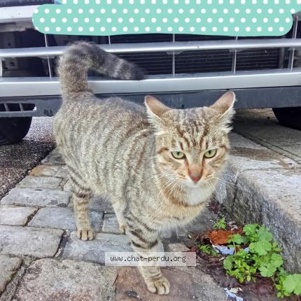 Photo 3/4 Chat trouvé Trouvé à Marseille