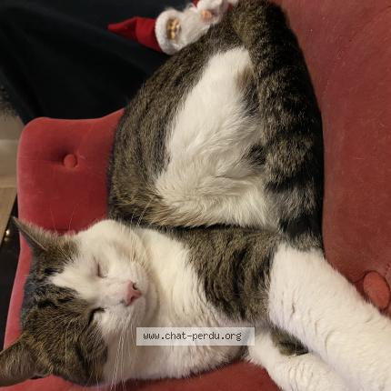 Photo 1/1 Chat retrouvé Perdu à Villemoisson sur orge