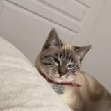 Photo de chat perdu à 85000 La Roche Sur Yon