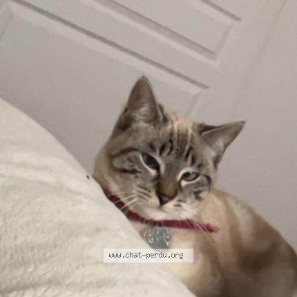 Photo 1/1 Aliz&eacute;e Chat perdu à 85000 la roche sur yon