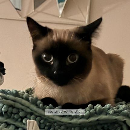 Photo 1/1 Chat retrouvé Perdu à Le Plessis Trevise
