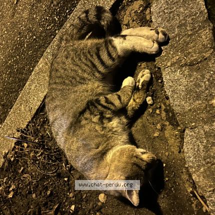 Photo 1/1 Chat trouvé Trouvé à Ensisheim