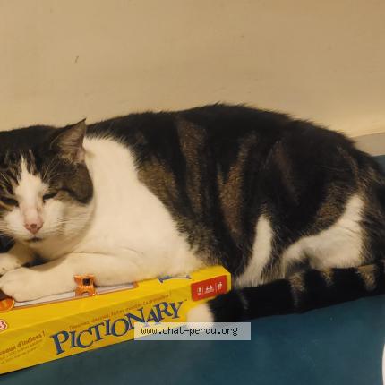 Photo 1/1 Titi Chat perdu à Ste consorce