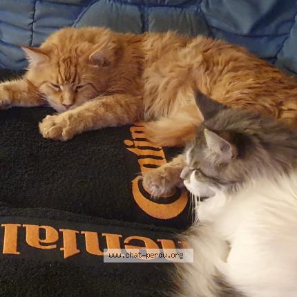 Photo 1/1 Chat retrouvé Perdu à Saint jean du gard