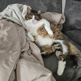 Photo de chat perdu à Merignac