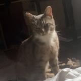 Photo de chat perdu à Cartignies