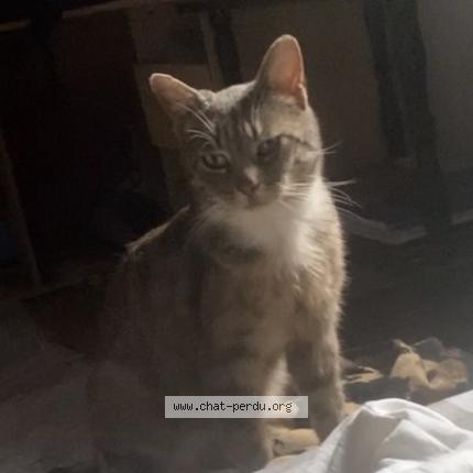 Photo 1/1 Irish Chat perdu à Cartignies