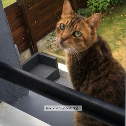 Photo 1/1 Chat retrouvé Perdu à Lanester