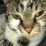 Photo de chat perdu à Daux