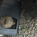 Photo de chat trouvé à Venarsal