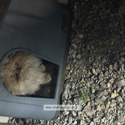 Photo 1/1 Chat trouvé Trouvé à Venarsal