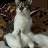 Photo de chat perdu à Bruxelles