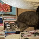 Photo de chat perdu à Vincennes