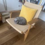 Photo de chat trouvé à Chene Bougeries