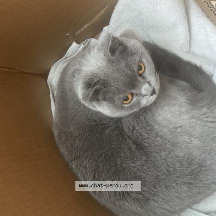 Photo 2/3 Chat trouvé Trouvé à Chene bougeries