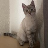 Photo de chat perdu à Moivrons