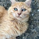 Photo de chat perdu à Nieuil L Espoir