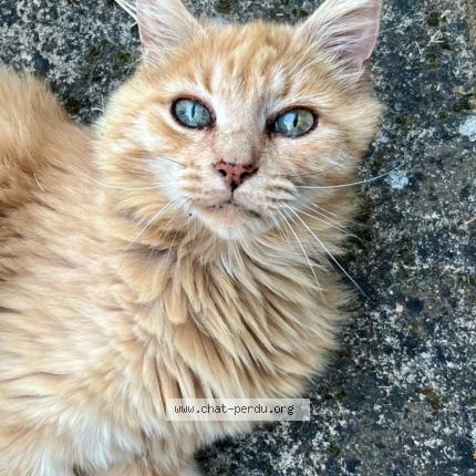 Photo 1/1 Lucien Chat perdu à Nieuil l espoir