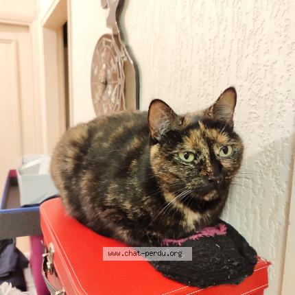 Photo 1/1 Chat retrouvé Perdu à Toulouse