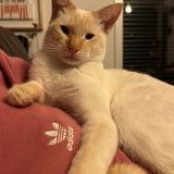 Photo de chat perdu à Landerneau